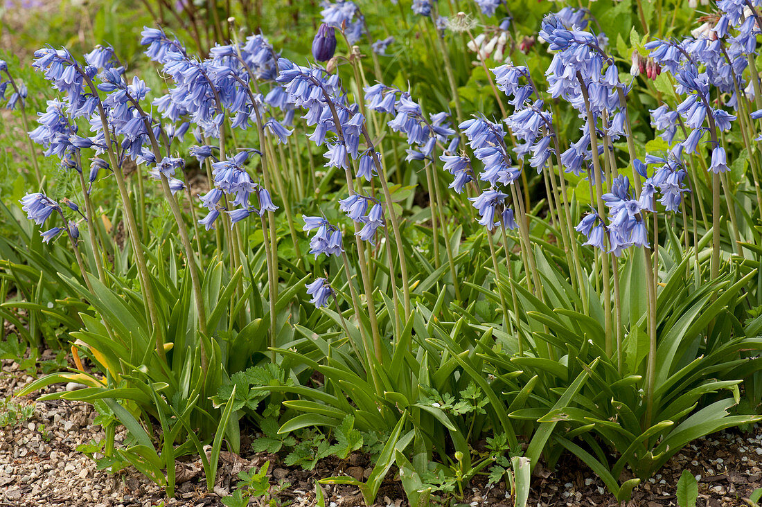 Blooming hare bells in the bed