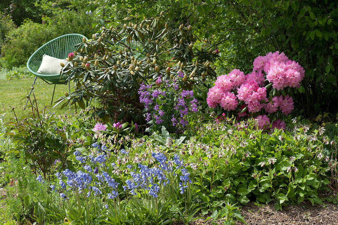 Beet mit Rhododendron 'Polaris', Beinwell, Hasenglöckchen, Pfingstrose und Silberblatt