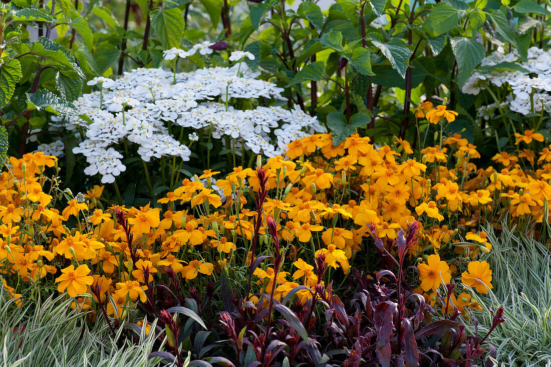 Farbkombination mit Gewürz-Tagetes und Schleifenblume 'Snowball'