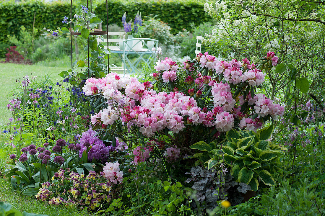 Schattiges Beet mit Rhododendron 'Silberwolke', Funkie 'Frances Williams', Hornveilchen, Zierlauch 'Ostara' und Akelei, Sitzgruppe im Hintergrund