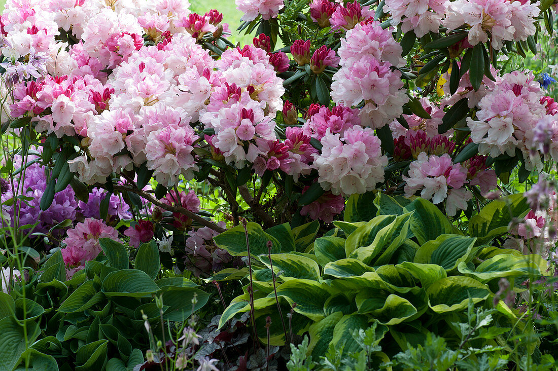 A shady flowerbed with rhododendron 'Silberwolke', hostas and columbines
