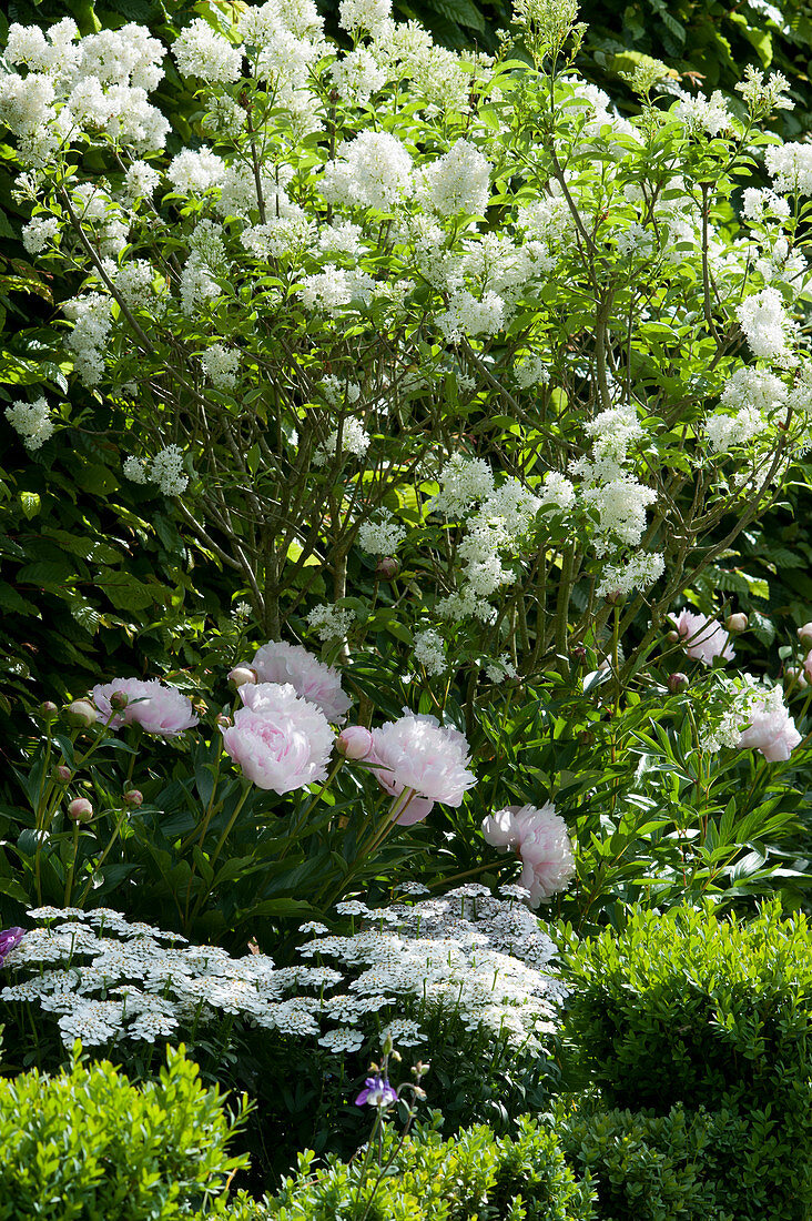 Lilac 'Agnes Smith' with peony and candytuft in the bed