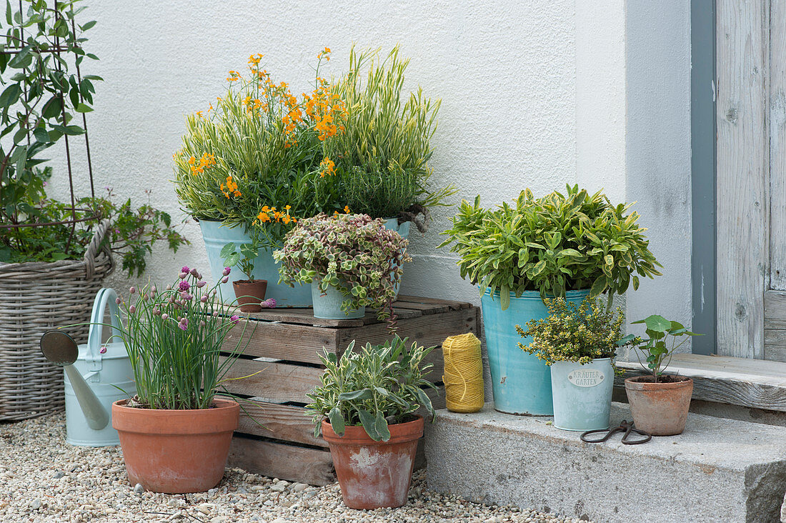 Pot arrangement with golden sage 'Icterina', noble sage 'Rotmühle', chives, lavender 'Platinum Blonde', gold lacquer, thick leaf 'Desert Diamond', thyme and nasturtium