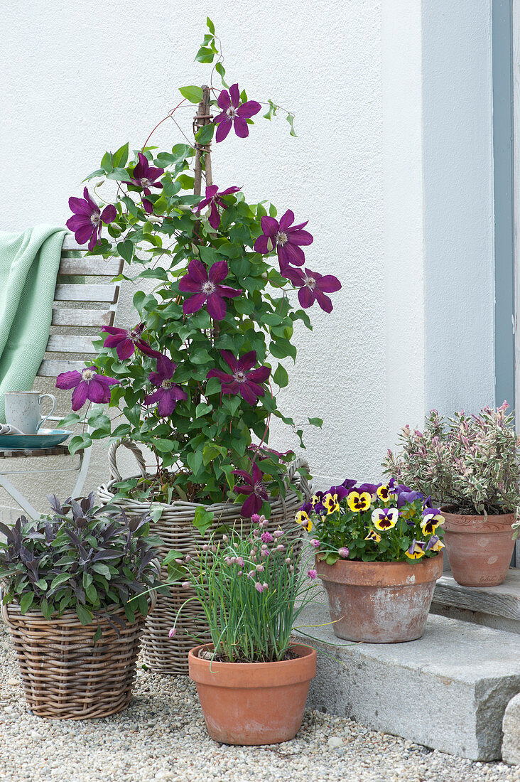 Clematis 'Rouge Cardinal' and sage 'Purpurascens' in baskets, chives, pansies and sage 'Tricolor' in clay pots