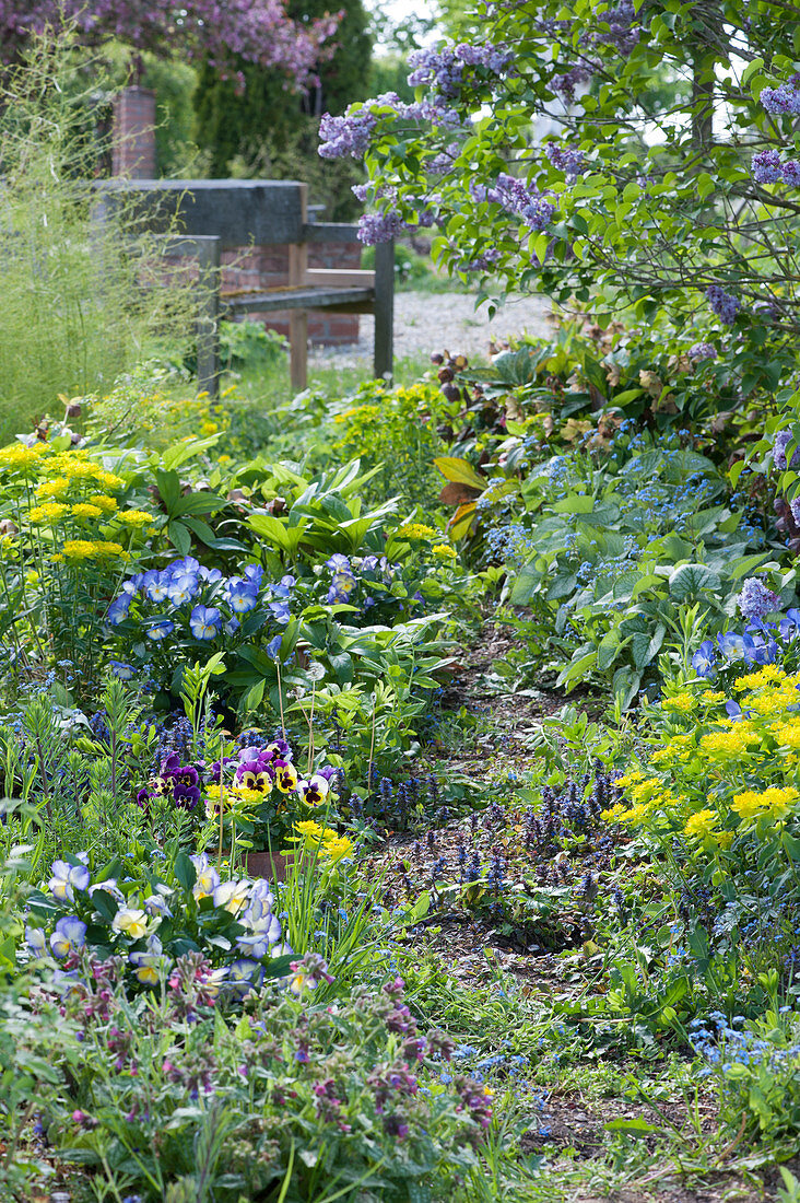 Path in the spring bed with Euphorbia, horned violets, lungwort, Günsel, Gedenkemein and lilacs