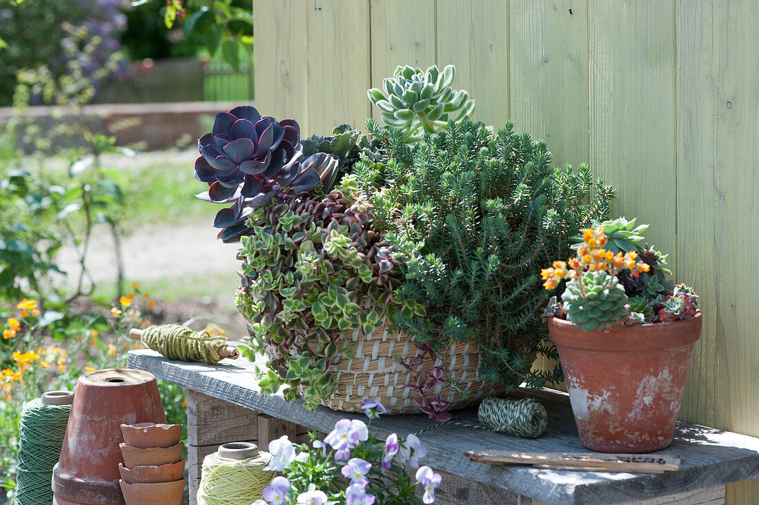 Basket with thick leaf, tripmadam and echeveria, blooming echeveria in a clay pot