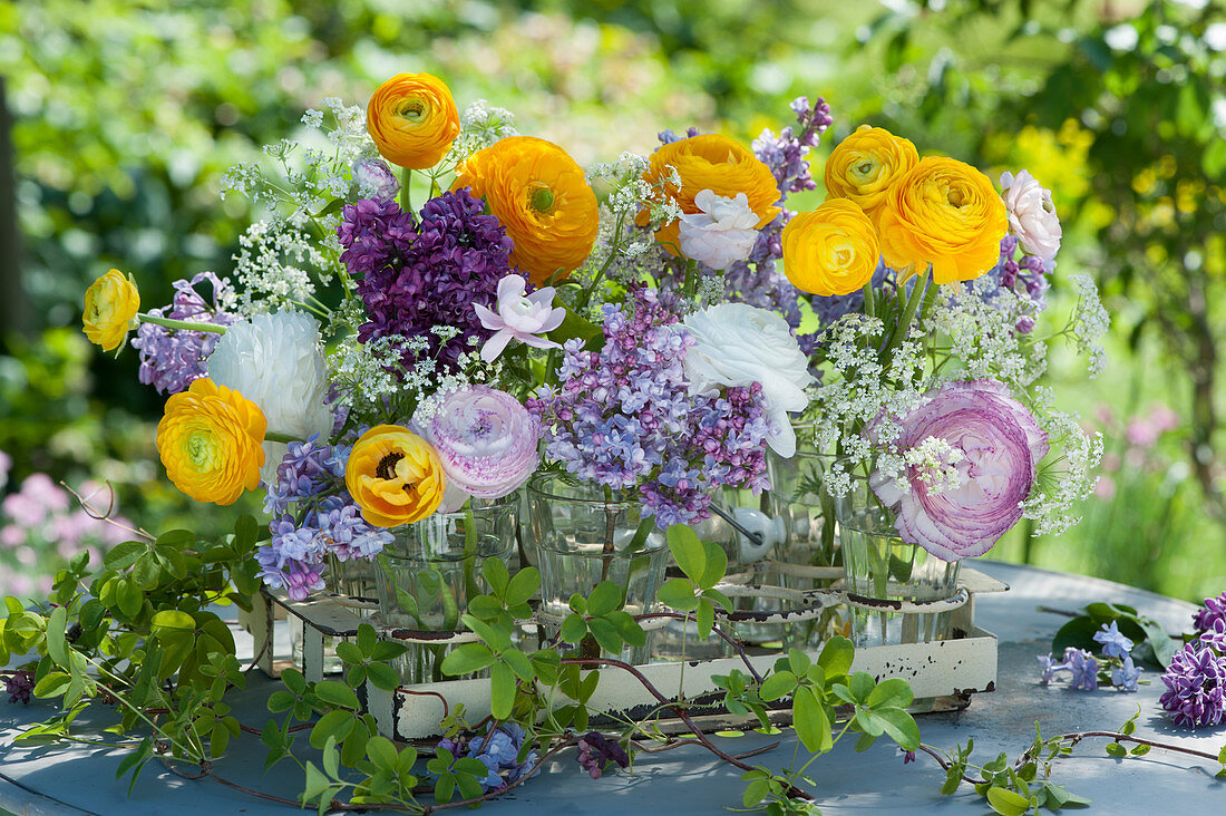 Small bouquets made of ranunculus, lilac and bibernelle in glasses, tendrils of climbing cucumber