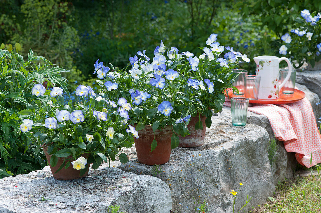 Clay pots with horned violets 'Blue Moon' on the garden wall, tray with jug and glasses