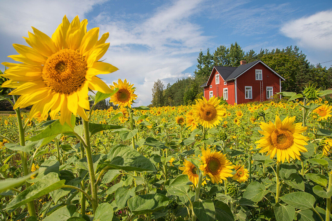 Sonnenblumen auf dem Feld, Westküste, Finnland