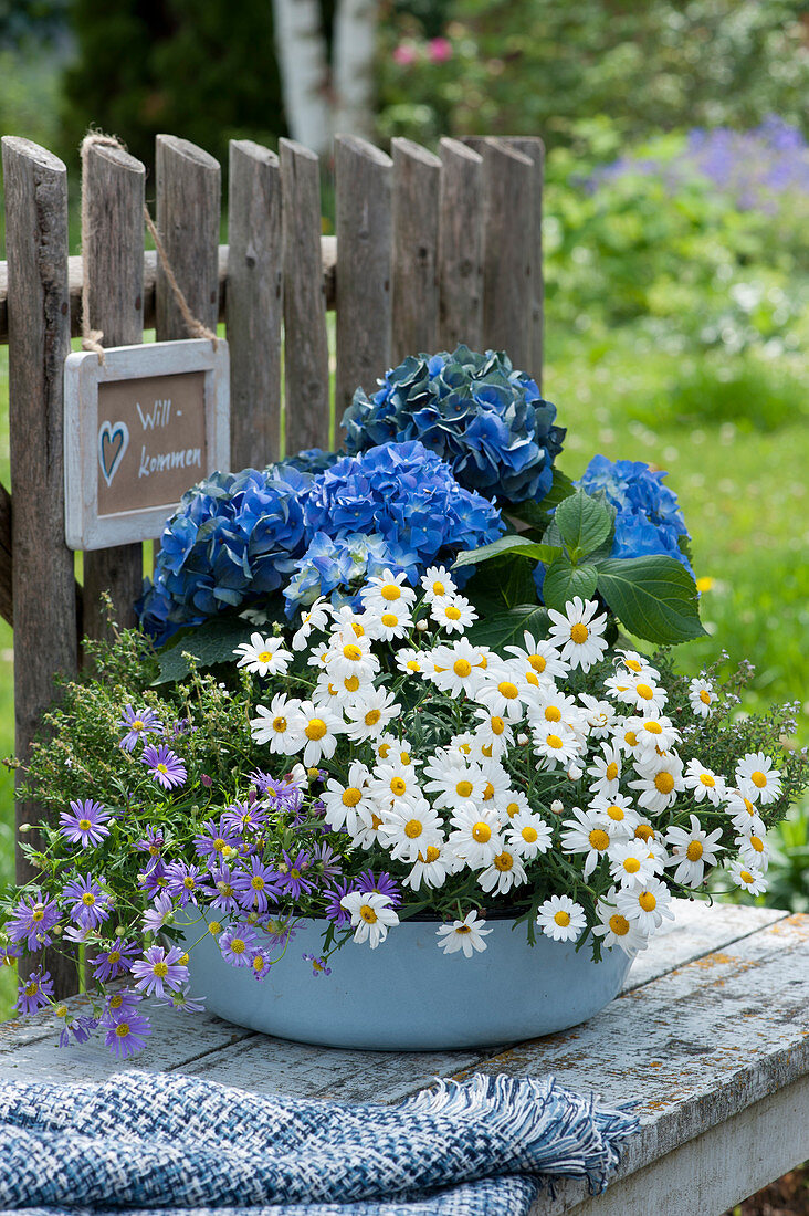 Bowl with hydrangea, marguerite, blue daisy and thyme, sign on the fence: Welcome