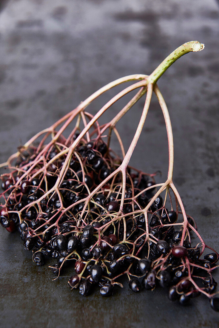 A sprig of elderberries on a metal plate