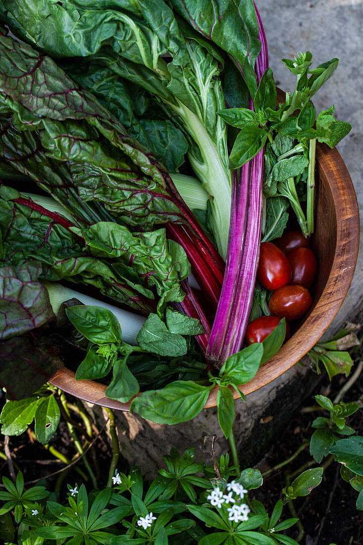 Regenbogenmangold, Lauch, Tomaten, Minze und Basilikum in Holzschale im Garten