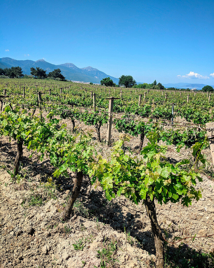 Grapevines in front of a mountain range