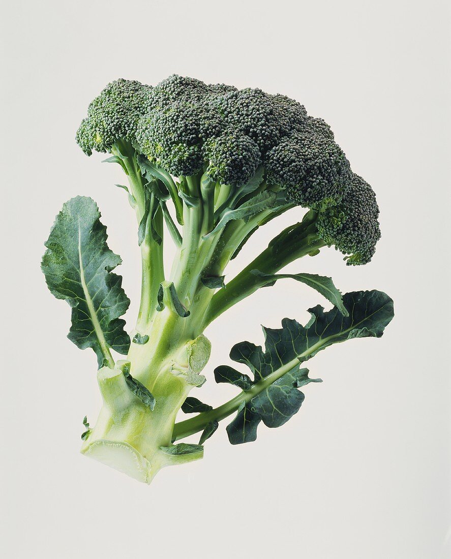 One Piece of Broccoli