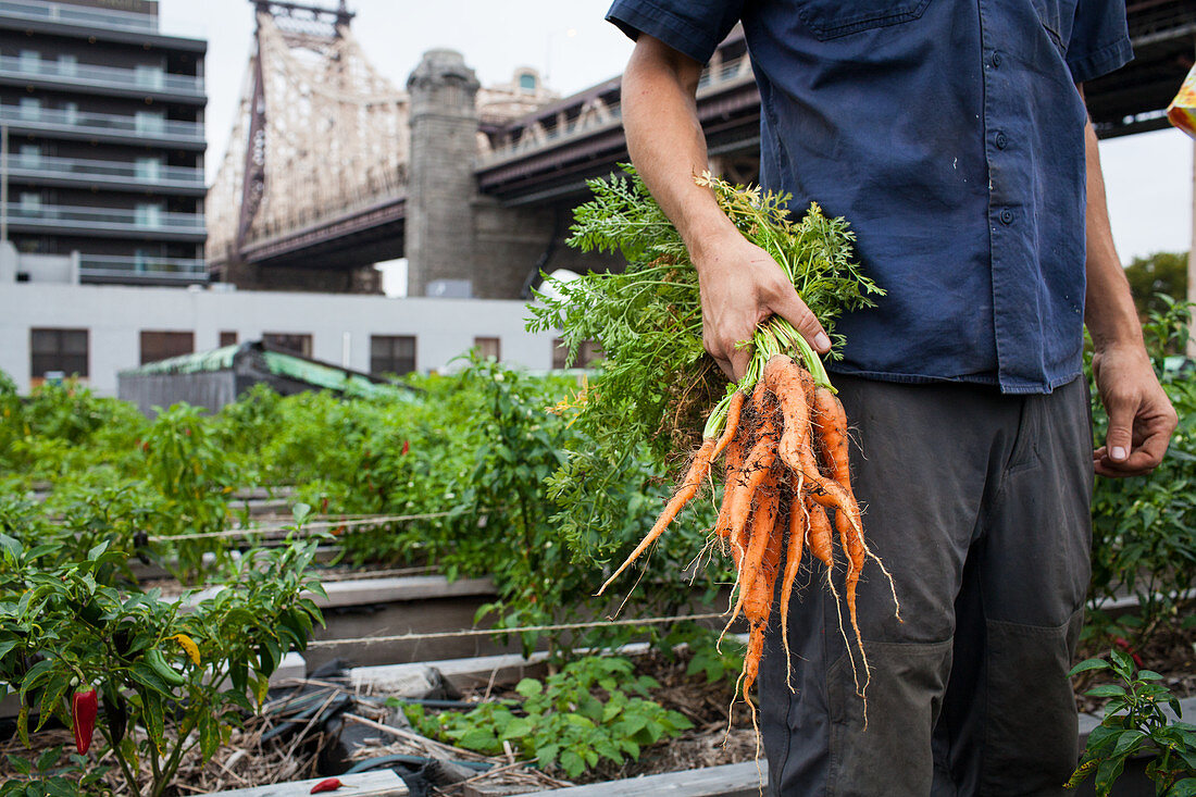 Mann hält frisch geerntete Karotten auf einer Dachfarm in Queens, NY