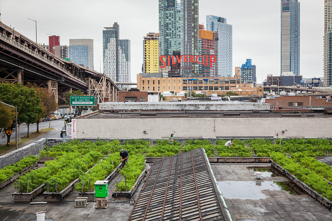 Dachfarm auf einem ehemaligen Industriegebäude in Queens, NY