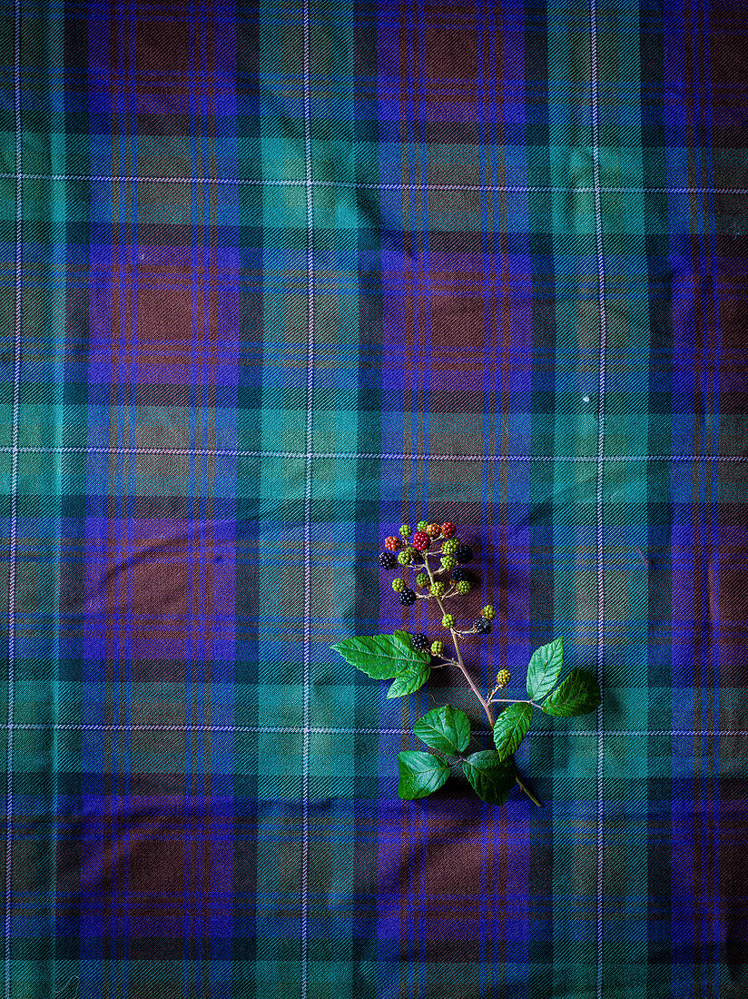 Checkered fabric background with a blackberry branch