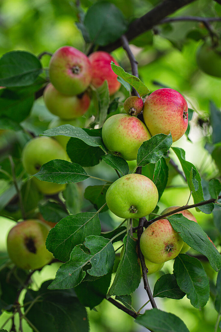 Äpfel auf einem Baum