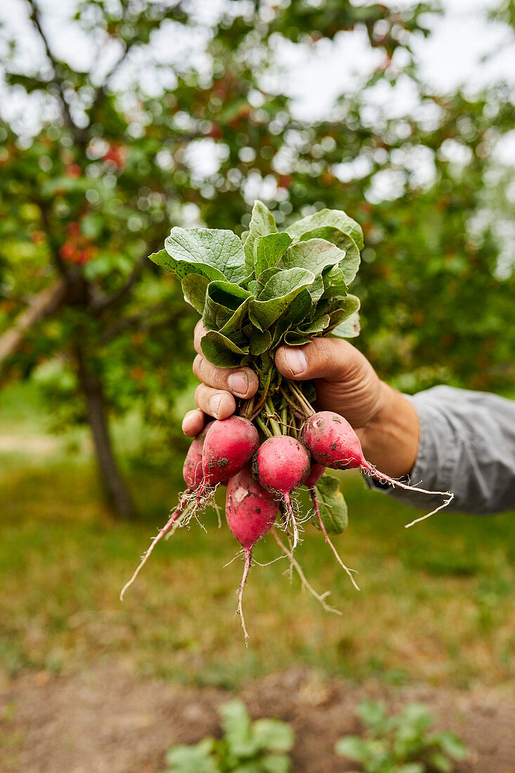 A hand holds a bunch of freshly picked radishes