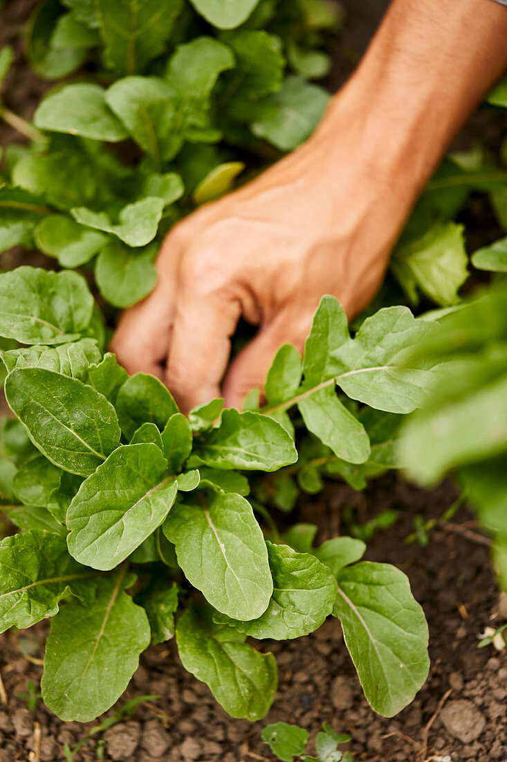 Harvesting arugula leaves in a vegetable patch