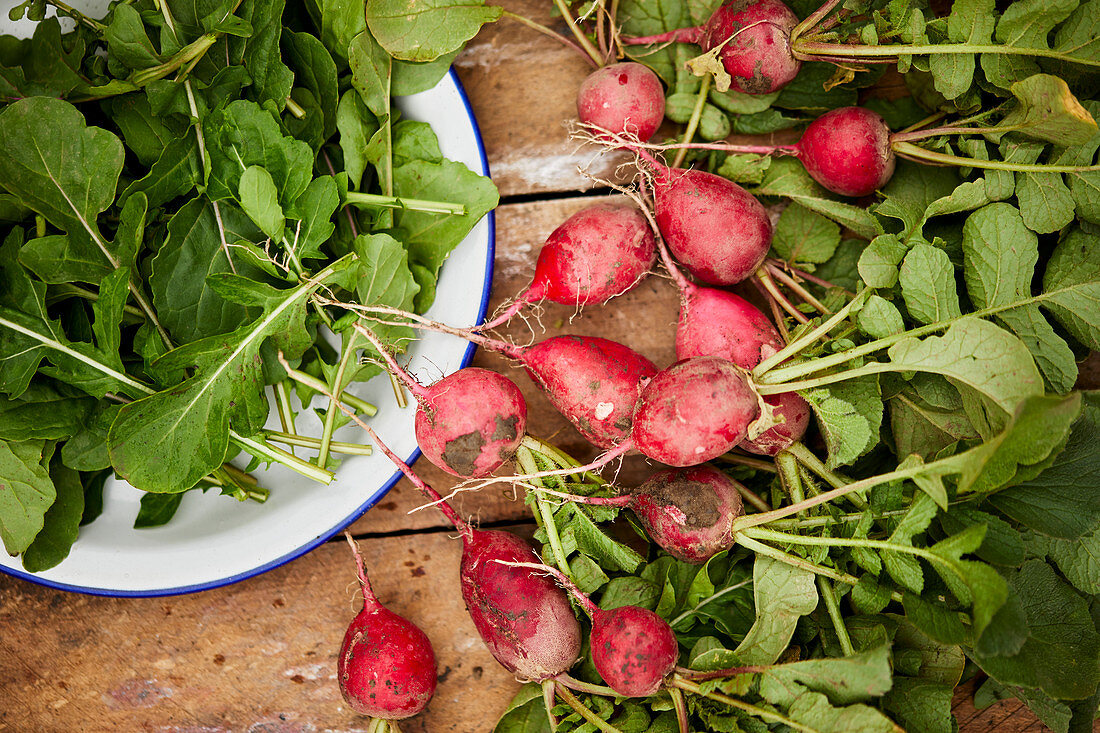 Freshly picked arugula and radishes from a garden