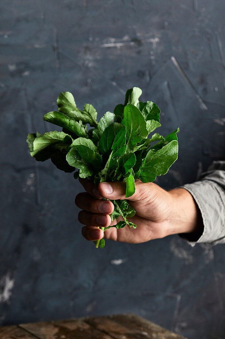 A hand holds freshly picked arugula leaves