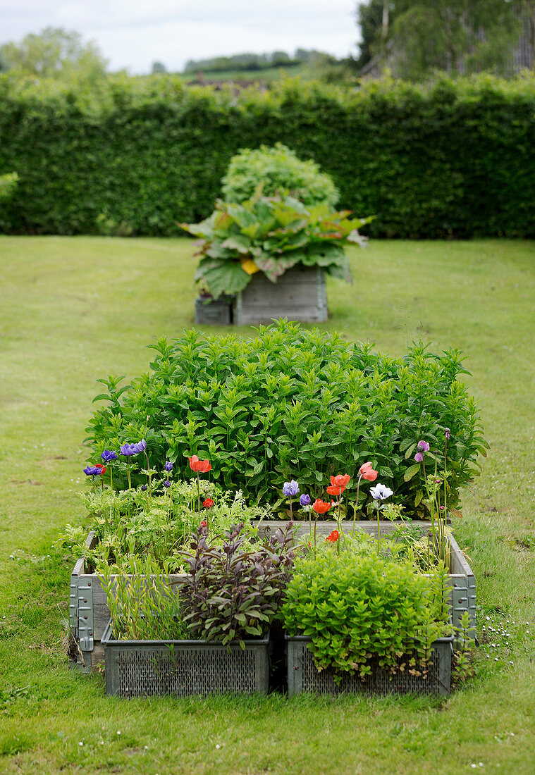 Kräuter und Blumen in Metallkörben als Pflanzgefäße im Garten