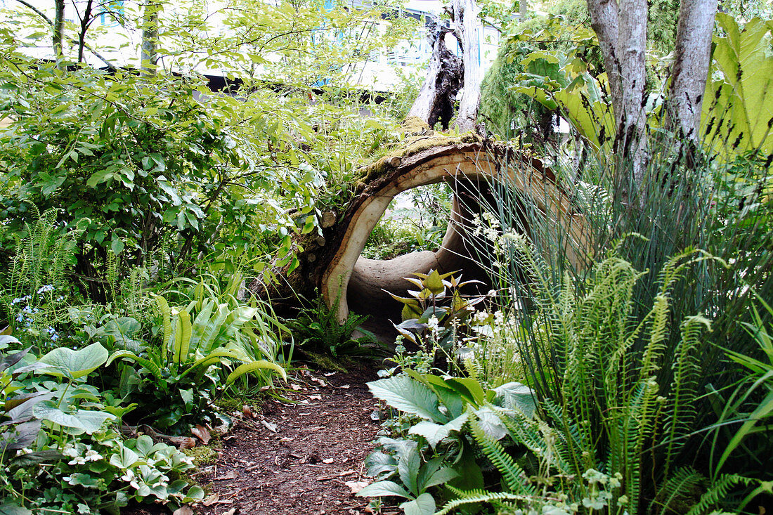 Hollow tree trunk as tunnel in the garden