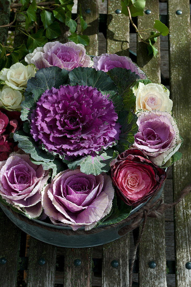 Autumnal arrangement of large and small red ornamental cabbages in zinc tub