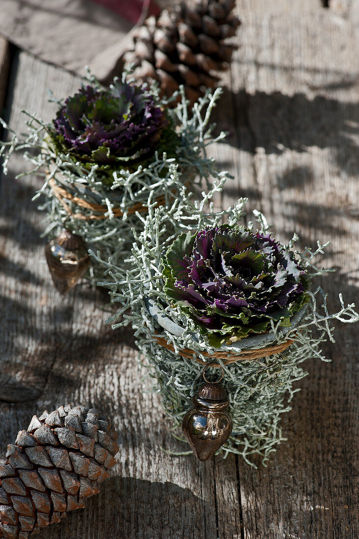 Ornamental cabbages in flower pots wrapped in silver bush stems