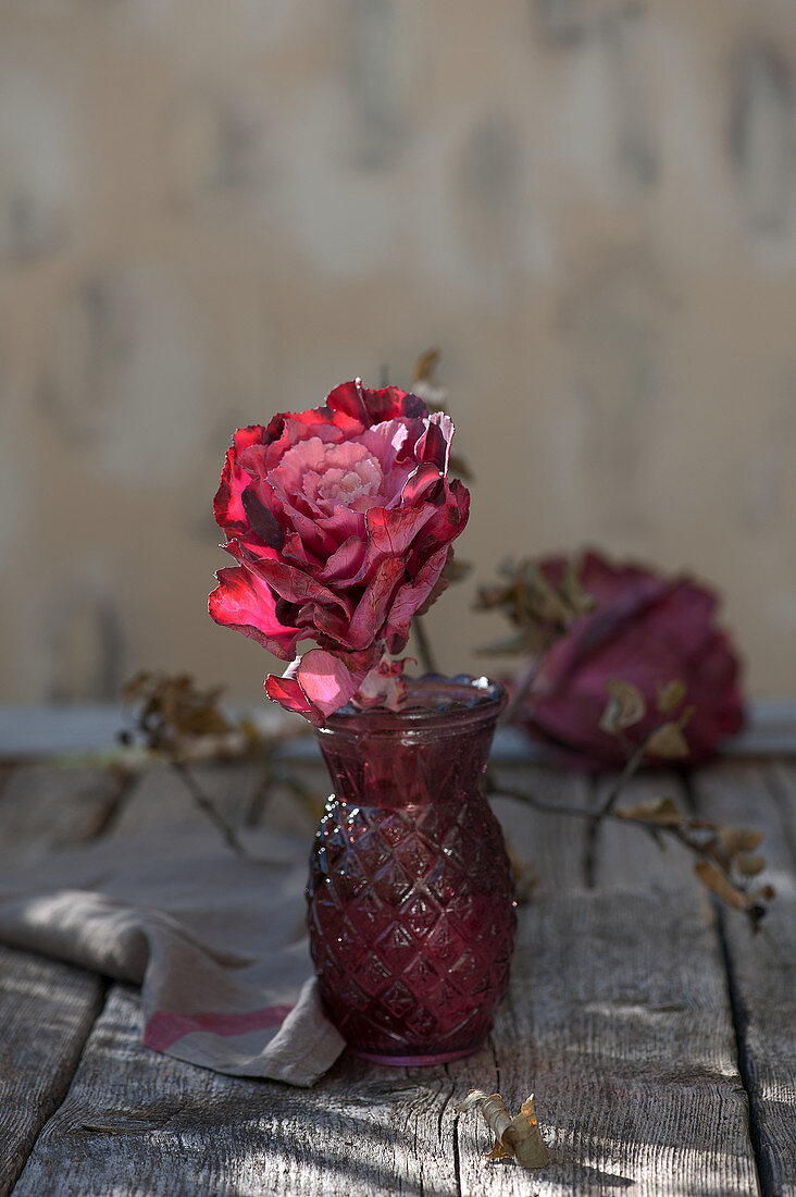 Roter Zierkohl in pinker Vase mit Relief vor grauem Hintergrund
