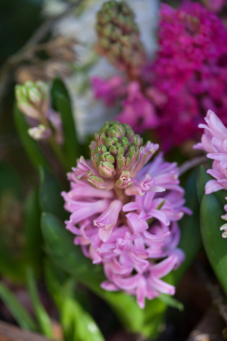 Pink hyacinths