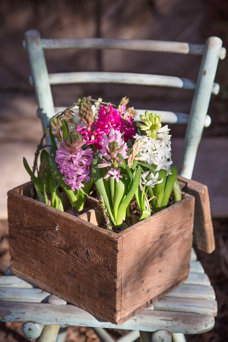 Hyacinths