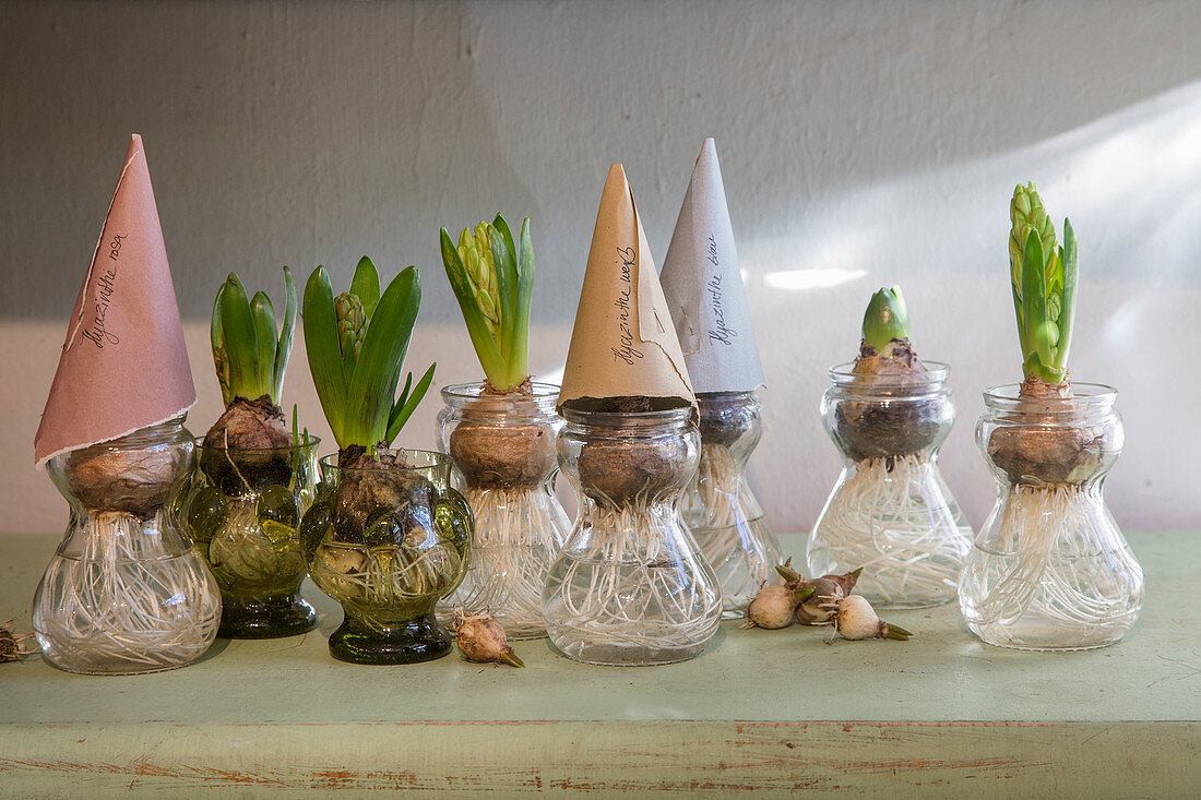 Forcing hyacinths in bulb vases using paper cones