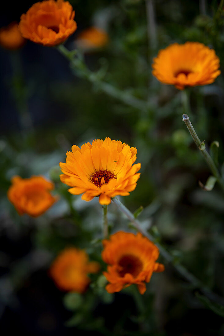 Flowering marigolds in a garden