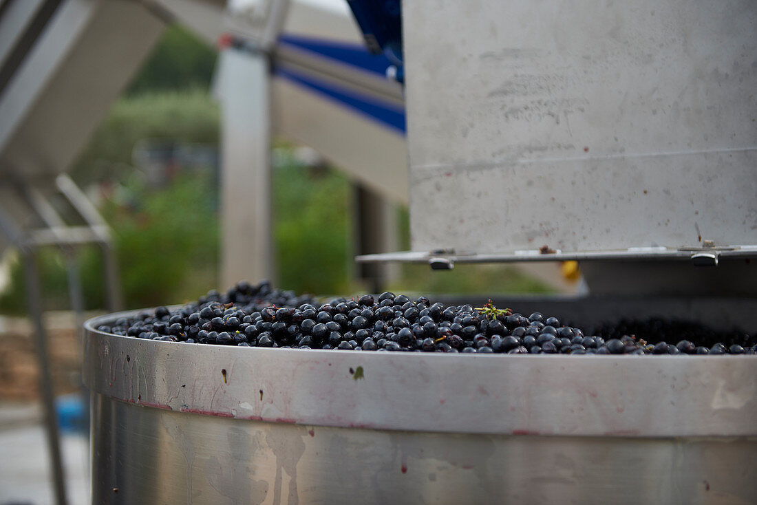 Red wine grapes being processed