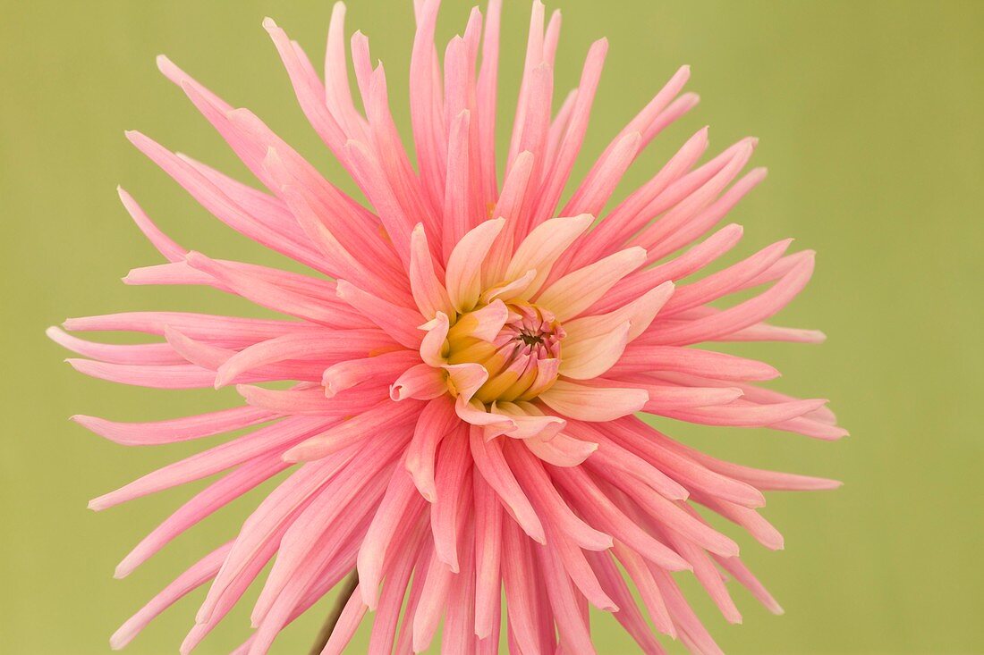 Dahlia 'Park Princess' flower