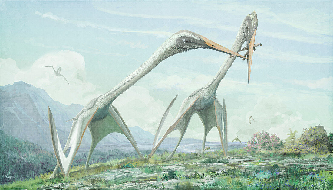 Arambourgiania pterosaurs, illustration