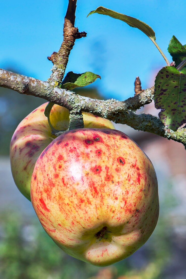 Apple (Malus domestica 'Bardsea') in fruit