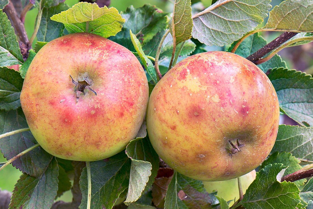 Apple (Malus domestica 'Sunset') in fruit