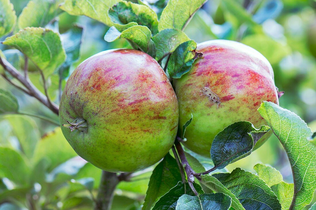 Apple (Malus domestica 'Nelson's Favourite') in fruit