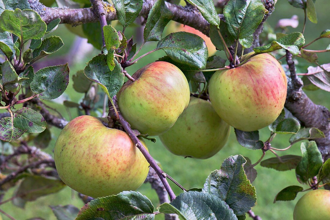 Apple (Malus domestica 'Hawthornden') in fruit