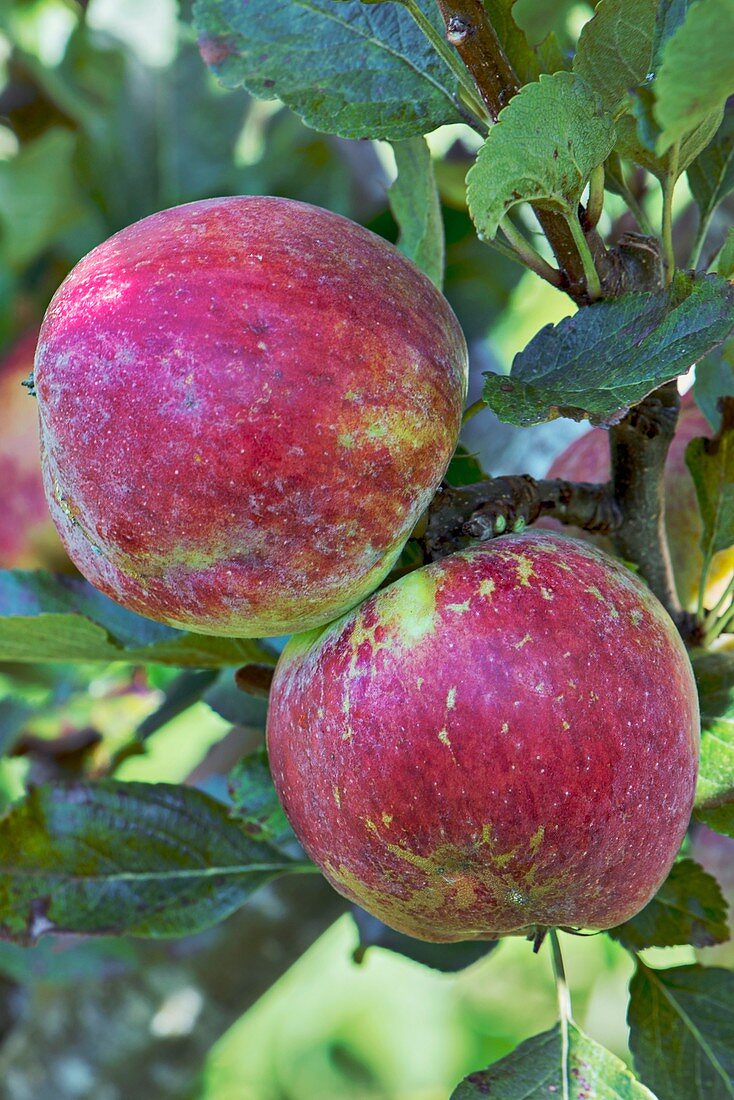 Apple (Malus domestica 'Mother') in fruit