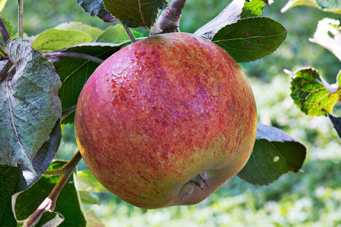 Apple (Malus domestica 'Millicent Barnes') in fruit