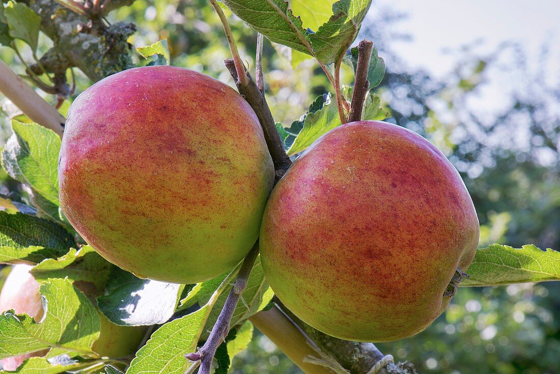 Apple (Malus domestica 'Holstein') in fruit