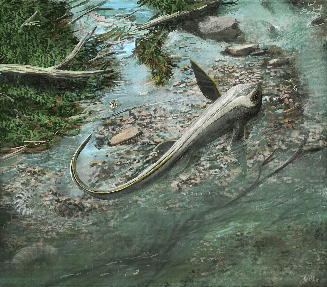 Cartorhynchus prehistoric marine reptile, illustration
