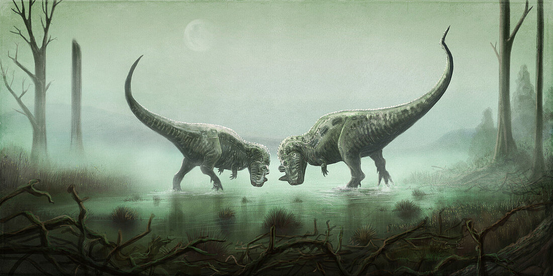 Two Ceratosaurus dinosaurs fighting, illustration