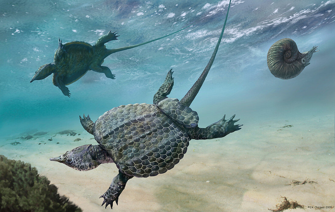 Psephoderma marine reptiles, illustration