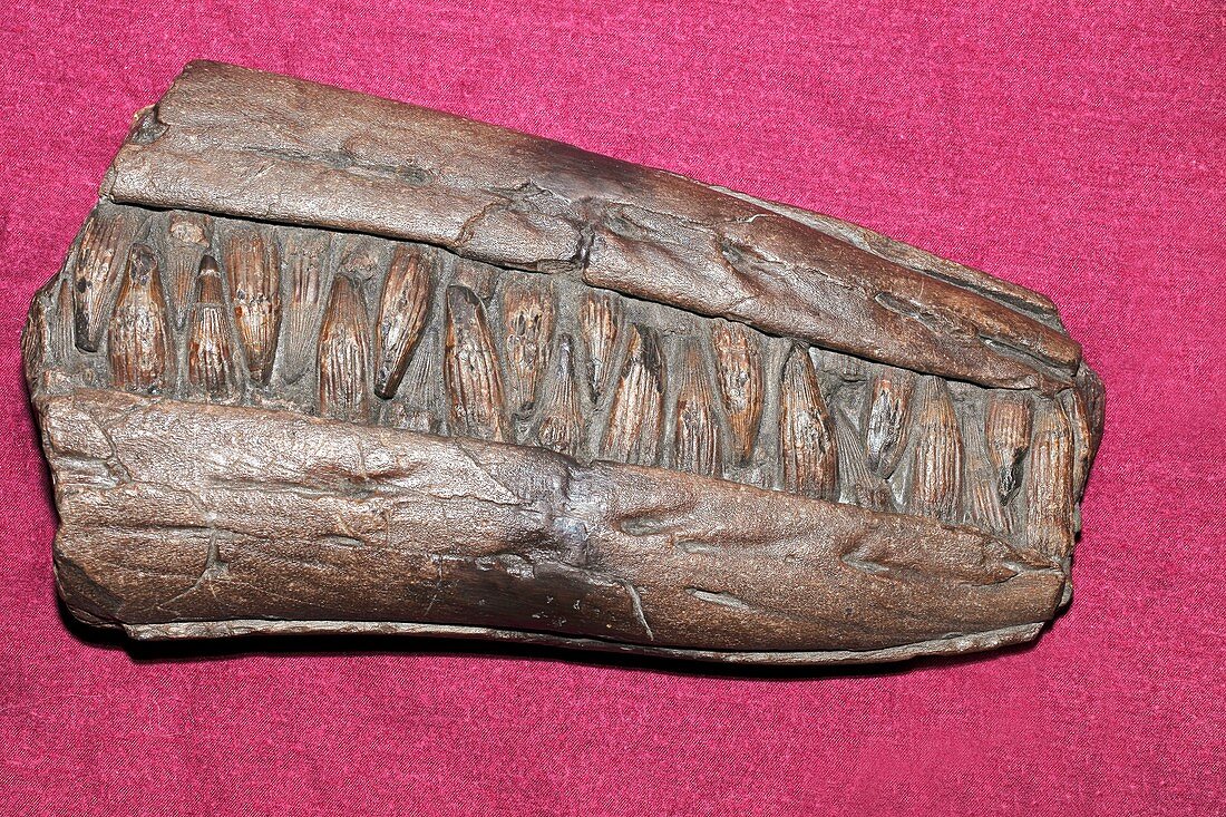 Fossil Ichthyosaur jaw