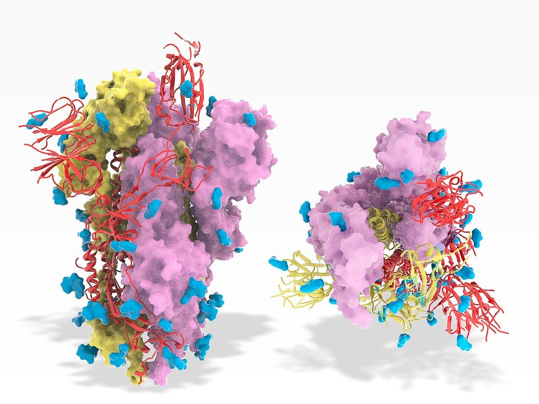 Coronavirus spike protein surface sugars, molecular model